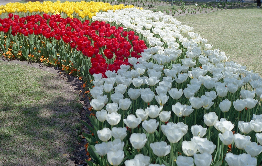 咲いた、咲いた、チューリップの花が♪