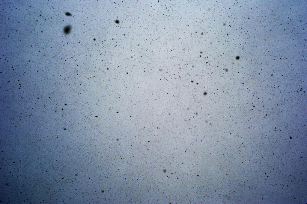 降り注ぐ雪
