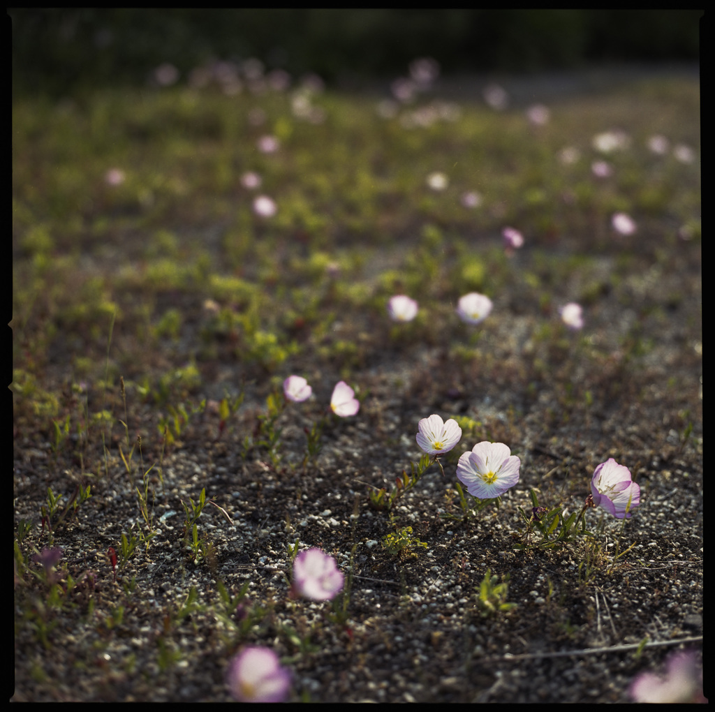 私、咲いてます。
