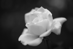 The White rose.