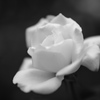 The White rose.