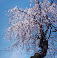 木曾桜