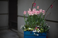 梅は咲いたか、桜はまだかいな・・・、ここのチューリップは満開でした。