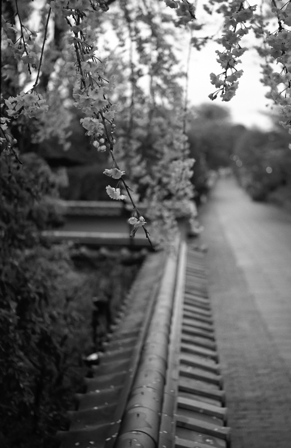 桜雨