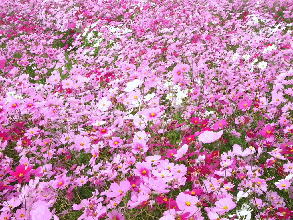 Wild dance Cosmos