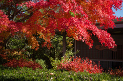 紅葉 in 明治村