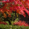 紅葉 in 明治村