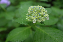 雨上がりの朝～♪