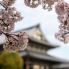 ロマン桜
