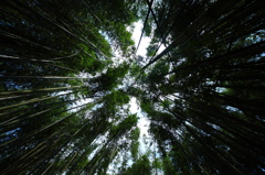 突然の竹林。