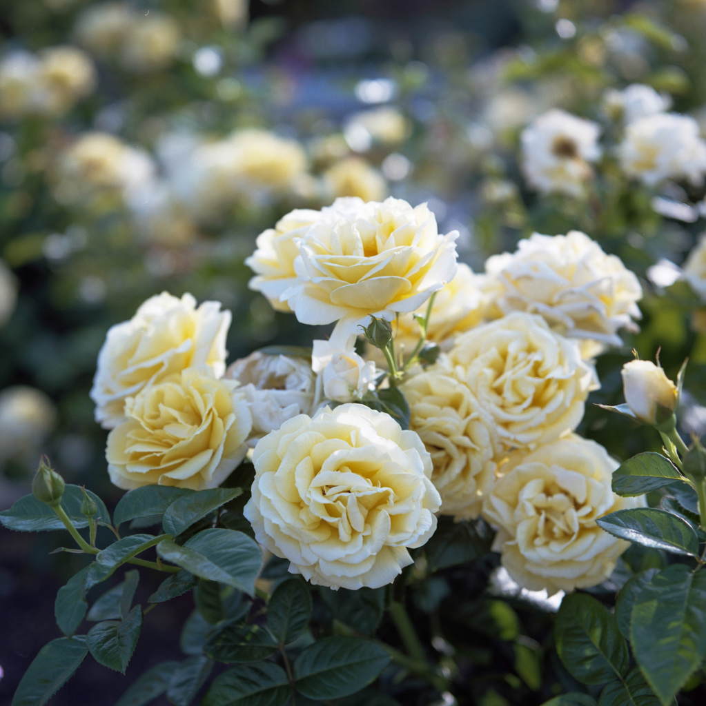 de Rose jaune