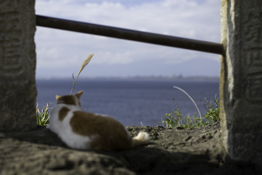 波に乗らないで、海を見ていたジョニー