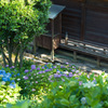あじさい寺 大塚性海寺 カラー写真の部 2