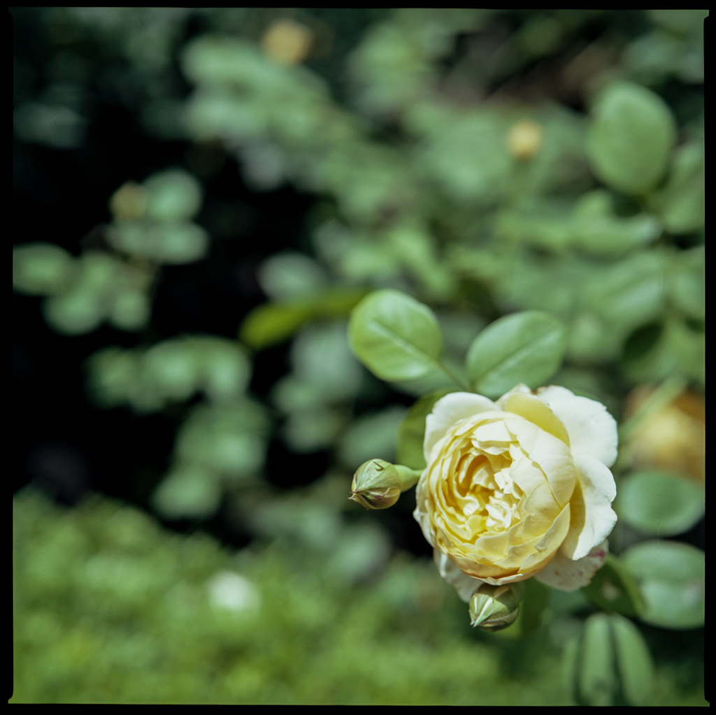 Yellow rose on the green