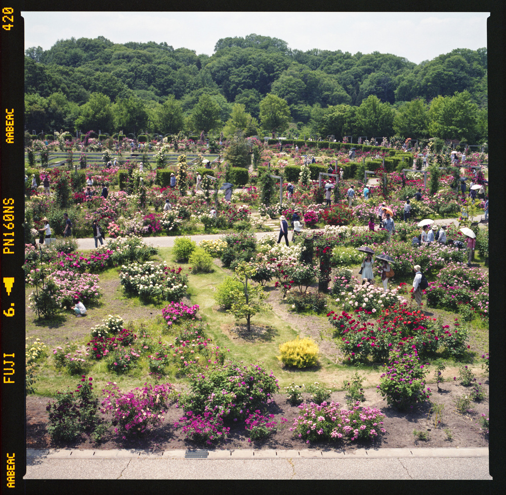 花フェスタ記念公園