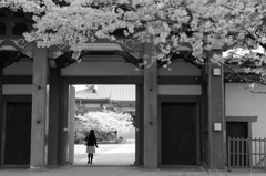 散りゆく桜に誘われて。