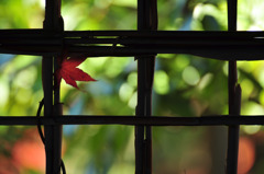 東屋の窓辺の紅葉