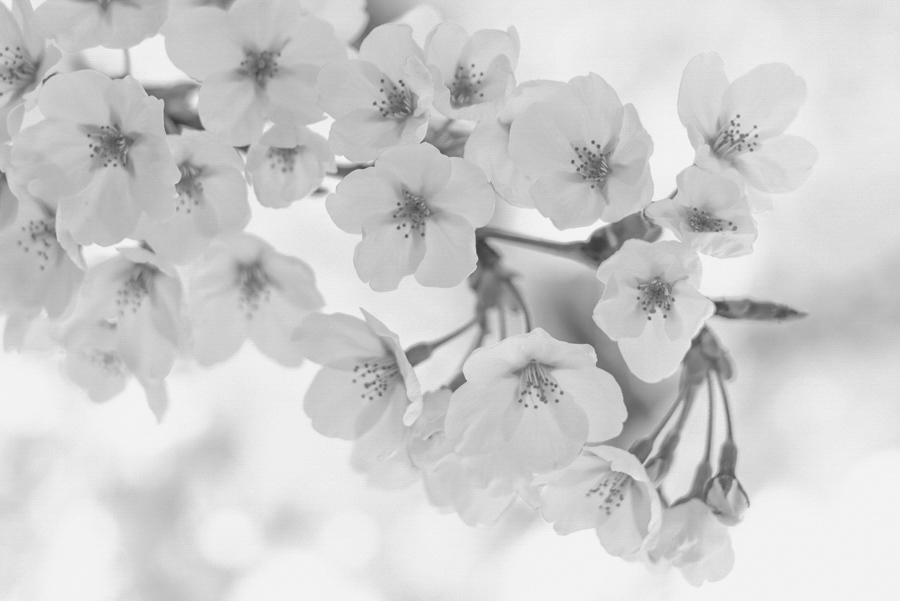 名古屋 東別院の桜