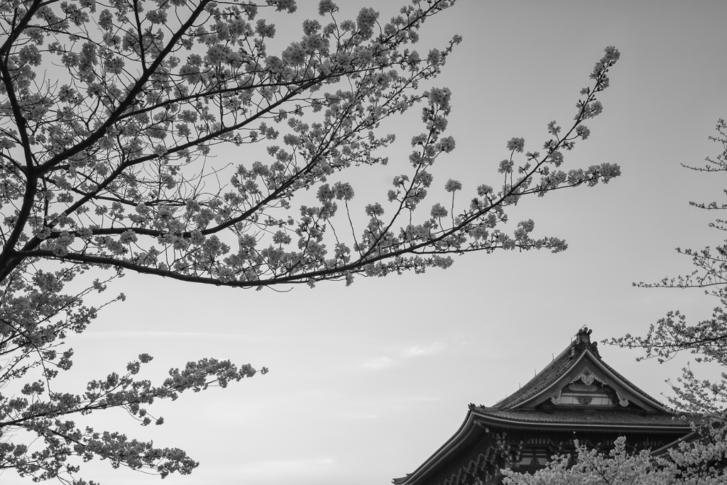 春爛漫 2014*2