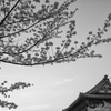 春爛漫 2014*2