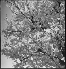 隣の公園の桜