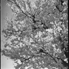隣の公園の桜