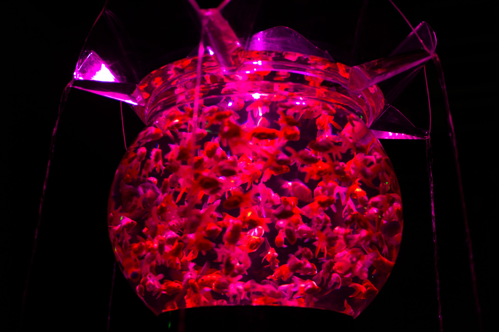 電飾金魚鉢 アートアクアリウム展 #2