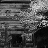 三井寺 夜桜探麗