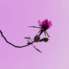 Pink on pink rose (デジイチ決別記念作品)