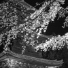三井寺 夜桜探麗 #3