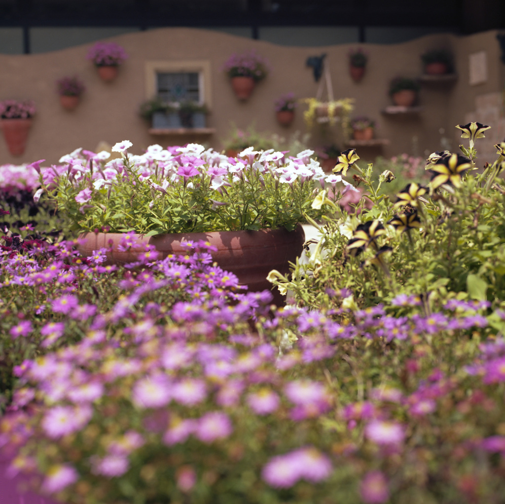 un jardin des fleurs