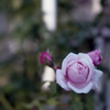de Rose rose