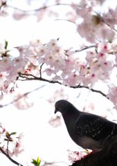 鳩のお花見