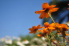花の裏側