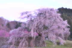 夕刻の瀧桜