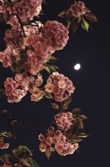 弦月宵桜