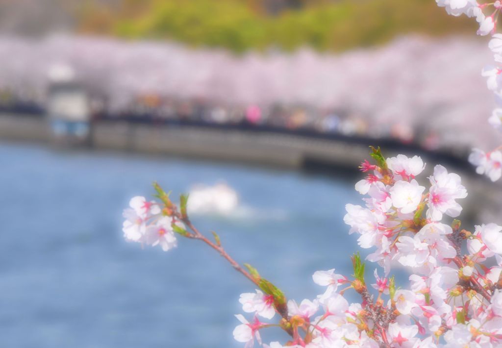 大川桜
