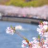 大川桜