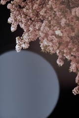 望月宵桜