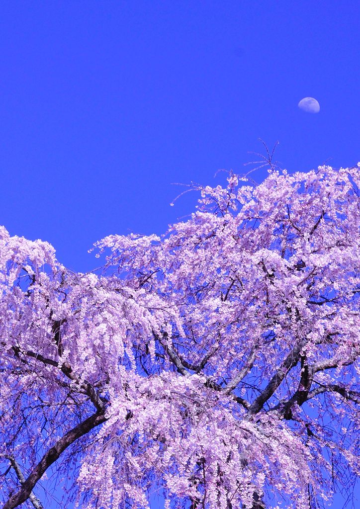 月下の又兵衛桜