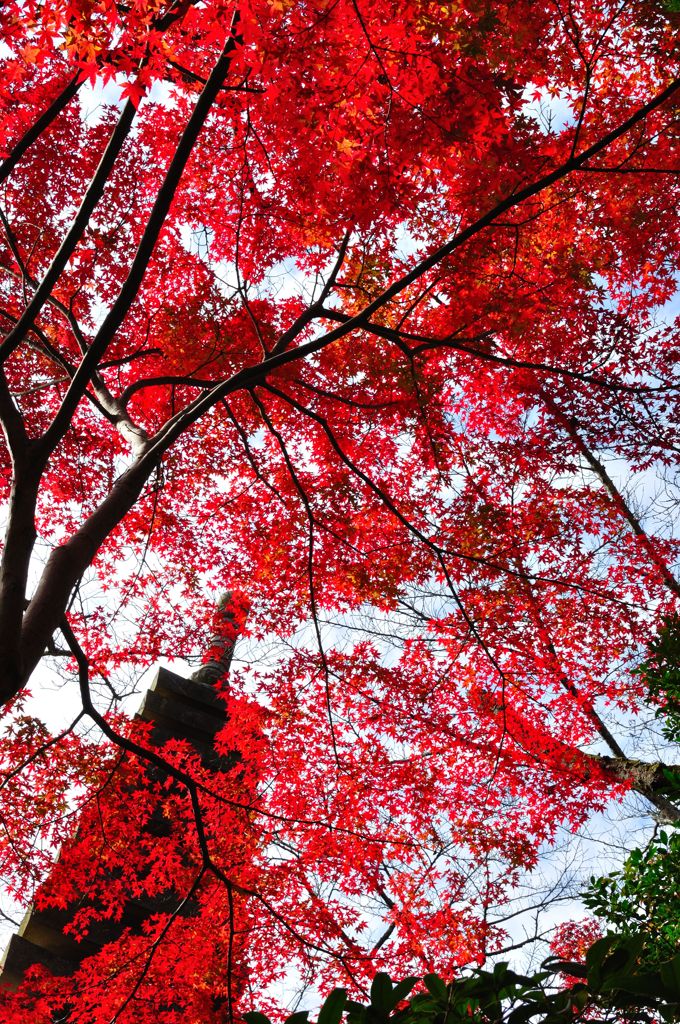 信貴の紅葉_4