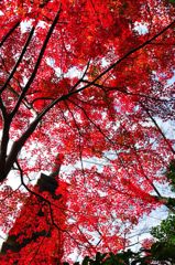 信貴の紅葉_4