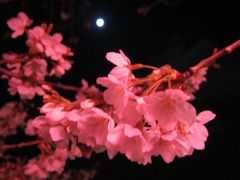 夜桜