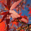 紅葉