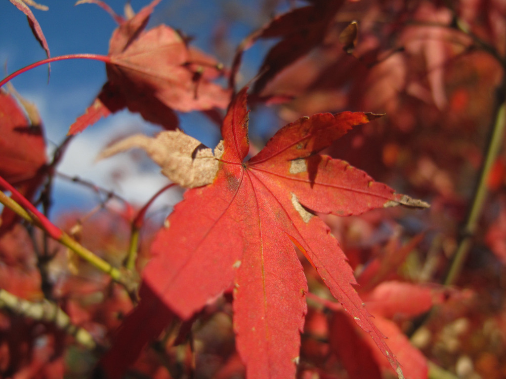 紅葉