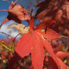 紅葉