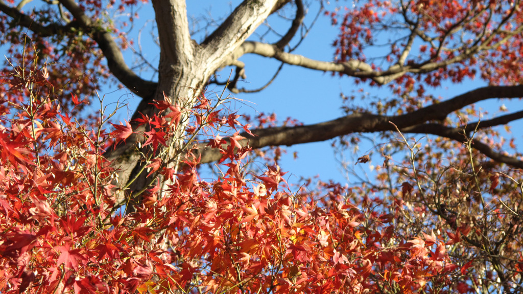 紅葉