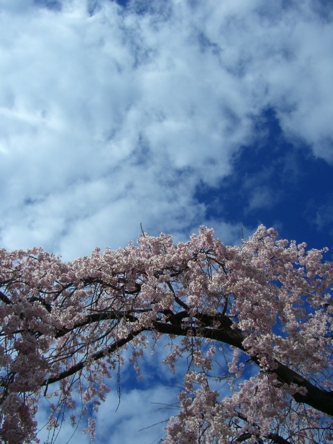 桜