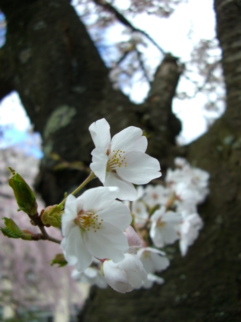 桜