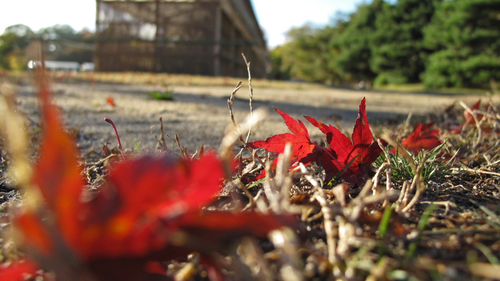 紅葉